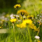 Unsere Wiese ist jetzt besonders schön