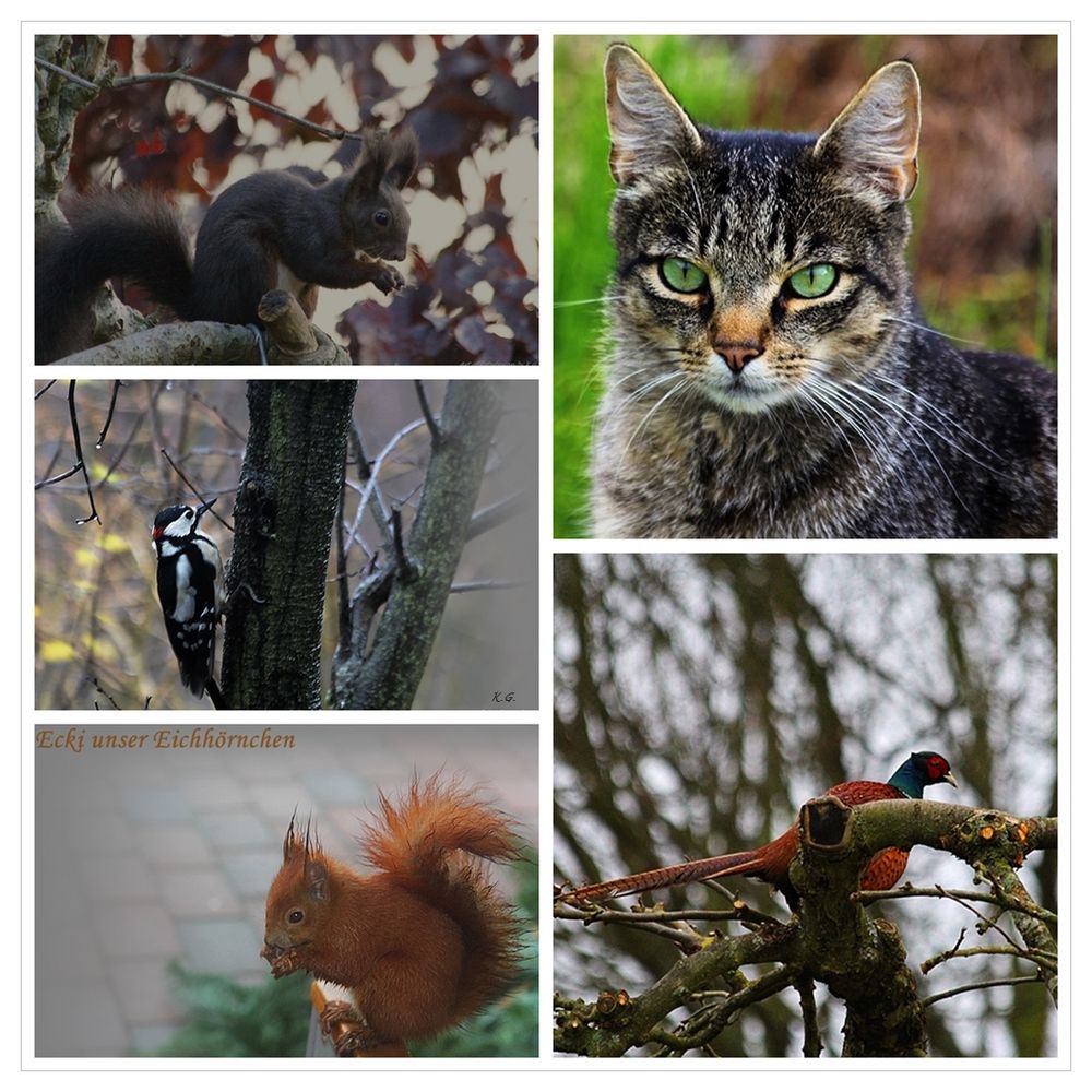 Unsere wilden Nachbarn im Garten....