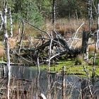 Unsere Winterwanderung im Pitzmoor in der Lünburger Heide