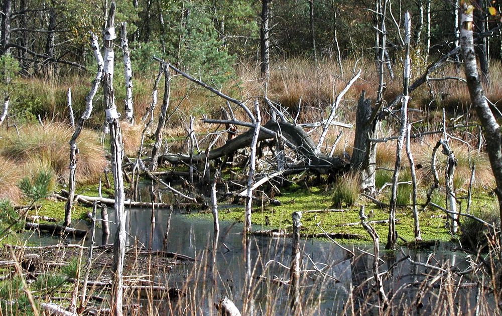 Unsere Winterwanderung im Pitzmoor in der Lünburger Heide