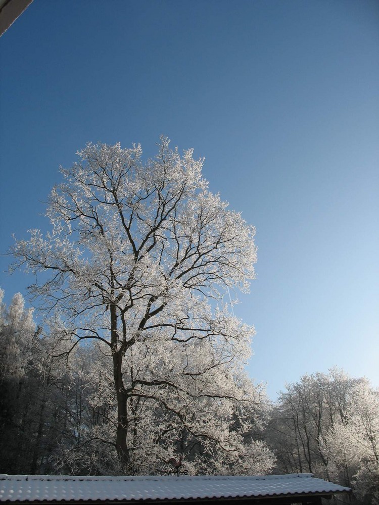 Unsere wunderschöne große Eiche im Winterkleid