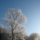 Unsere wunderschöne große Eiche im Winterkleid