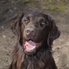 Unsere Yuna (Flatcoated Retriever)