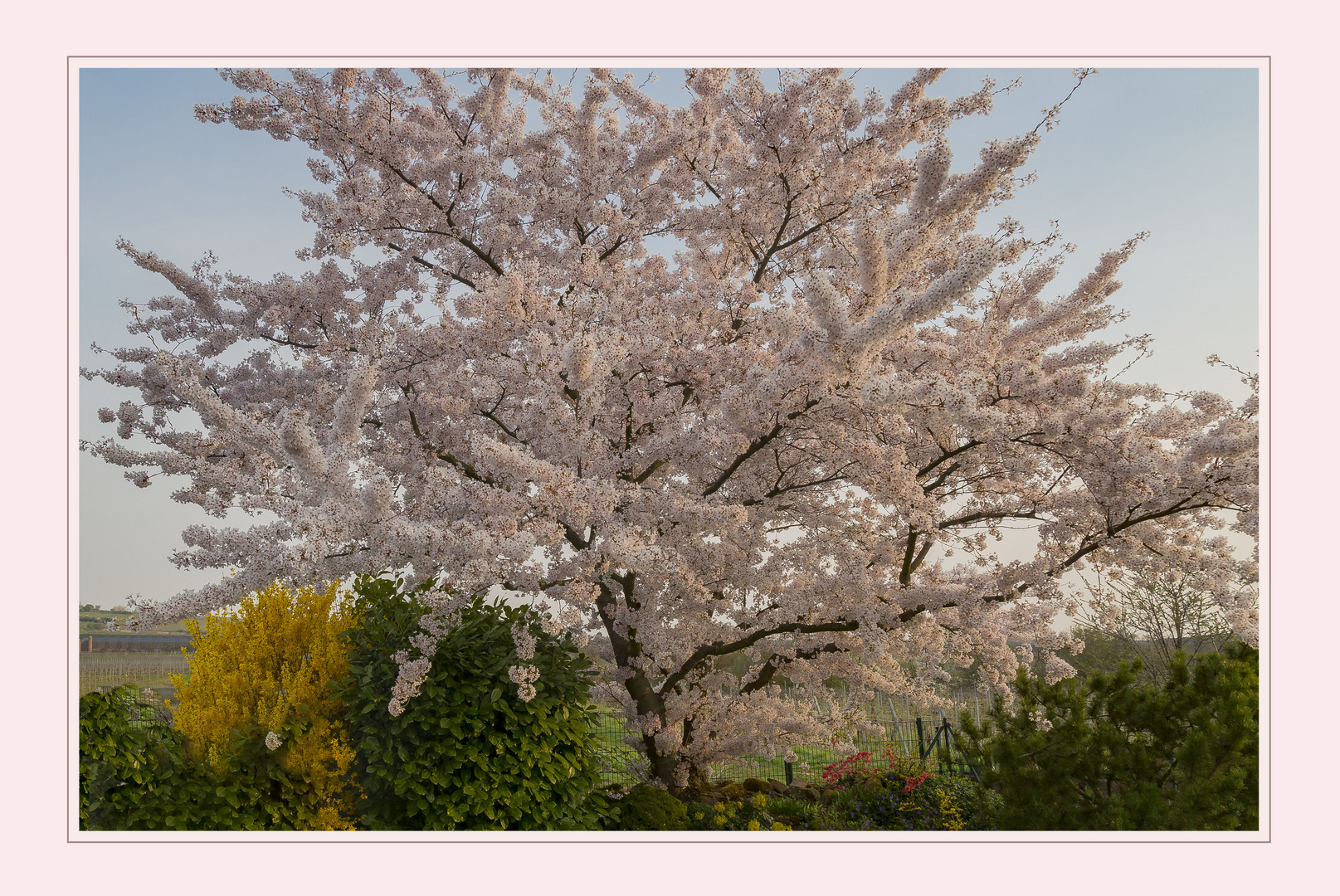 UNSERE ZIERKIRSCHE IN VOLLER BLÜTE