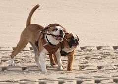 unsere zwei Continental Bulldog Welpen auf Sylt