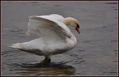 Unsereins stellts die Haare auf, dem Schwan gleich beide Flügel....