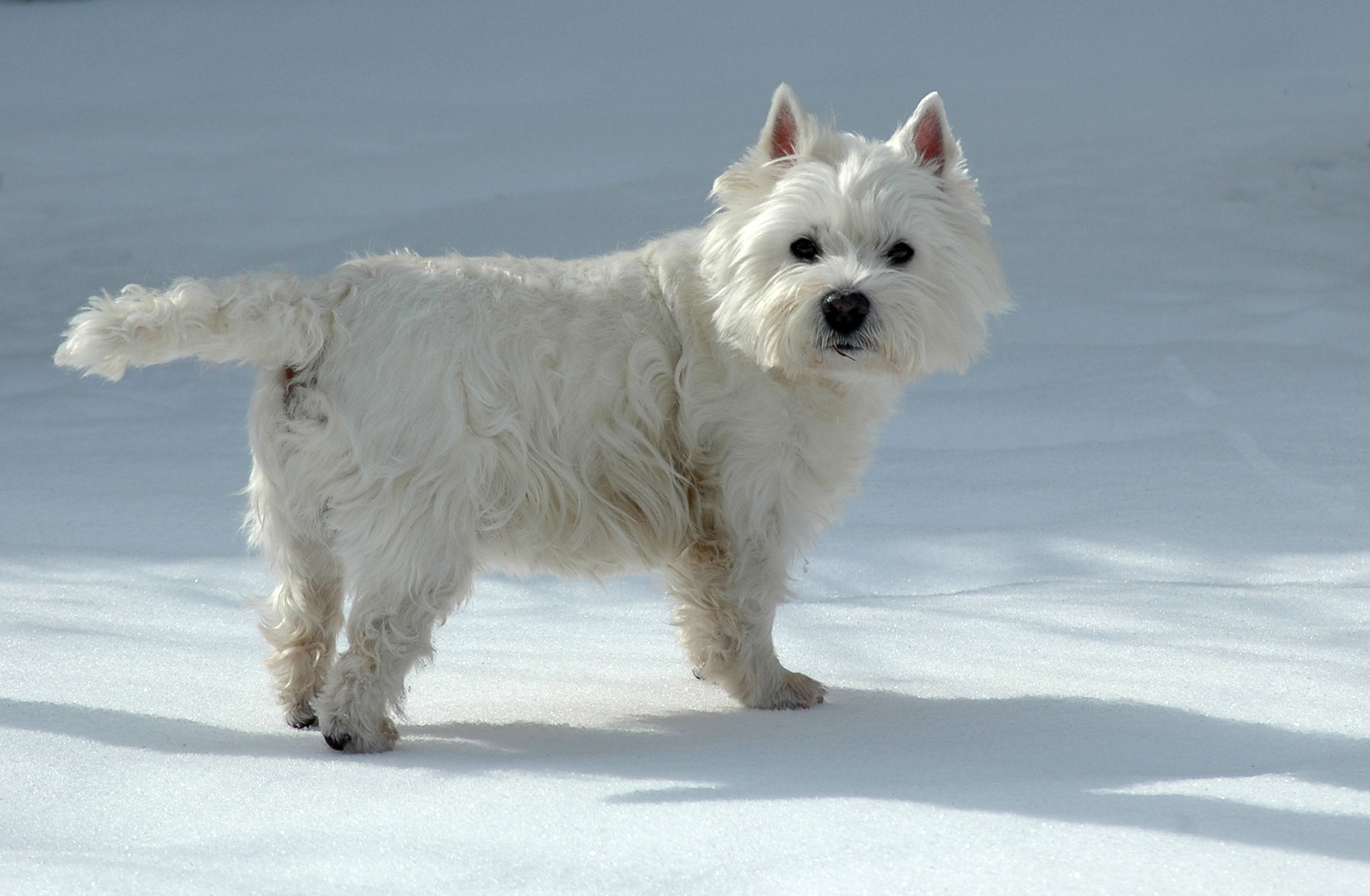 Unserem Django gefällt der Schnee !