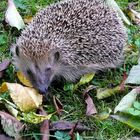 unserem Schnecken -Fresser ...