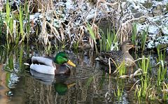 Unseren Enten war es nicht zu kalt