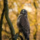 Unseren Stadtpark-Bussard