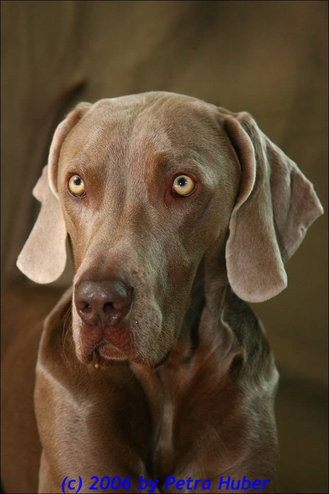 Unserer Weimaraner Sam