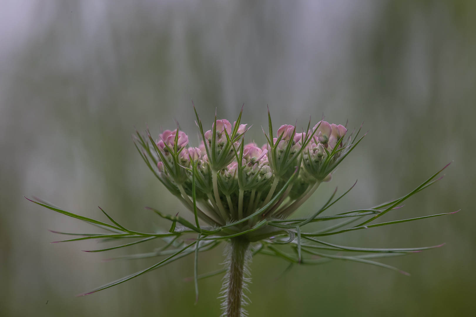 Unspektakuläre Blüte....und doch wunderschön