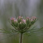 Unspektakuläre Blüte....und doch wunderschön