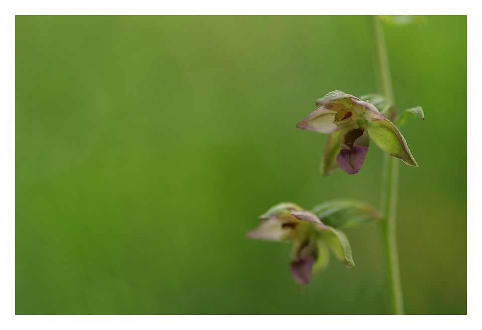 Unsrere heimischen Orchideen: Breitblättriger Sumpfstendel
