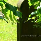 unsterblich duften die Linden