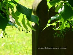 unsterblich duften die Linden