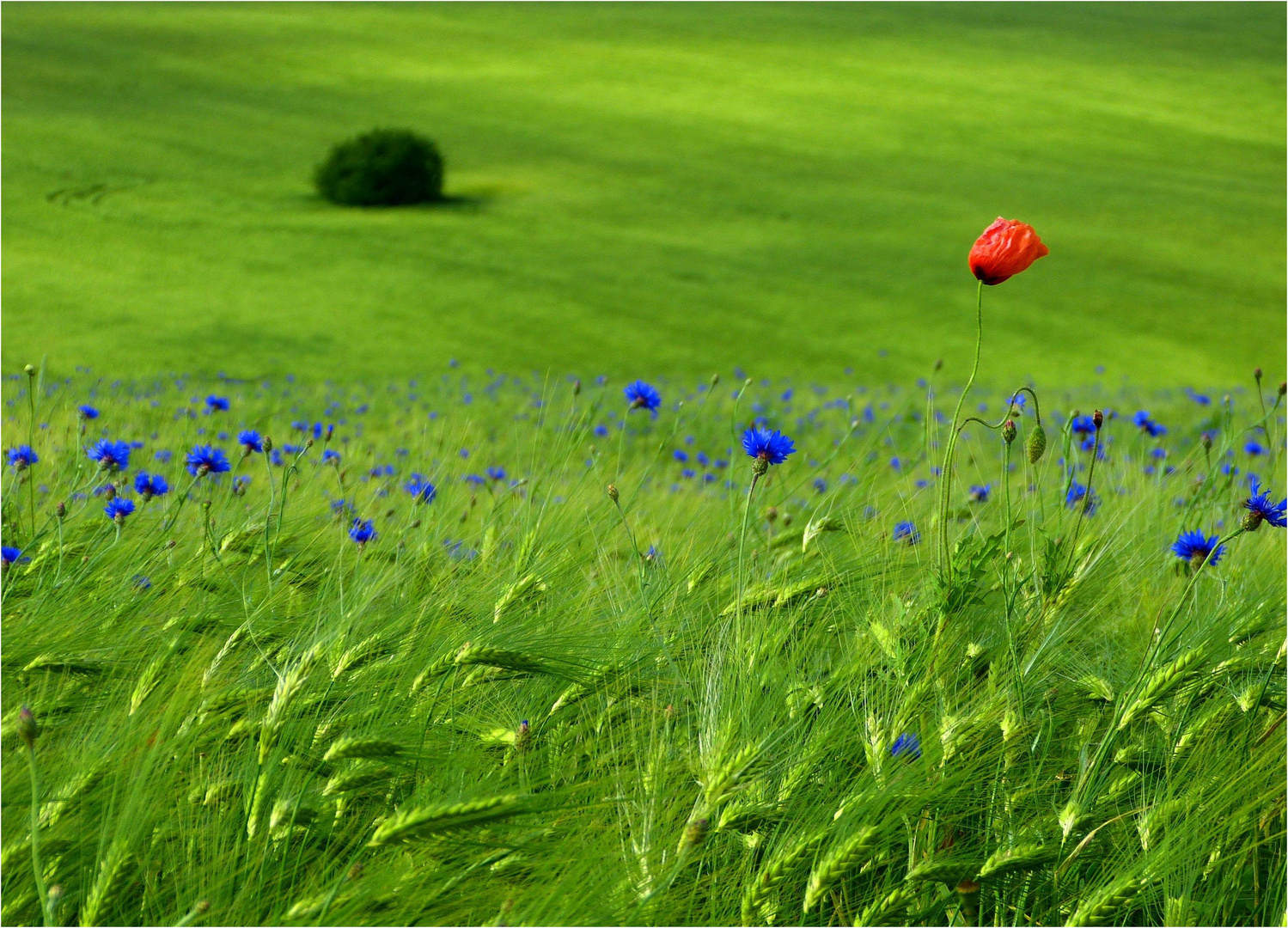 Unstillbare Neugierde einer Mohnblume