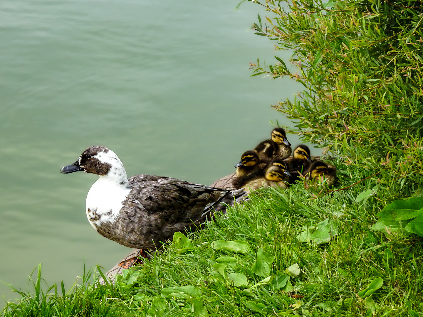 unten, am Teich