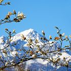 unten Frühling oben noch Winter