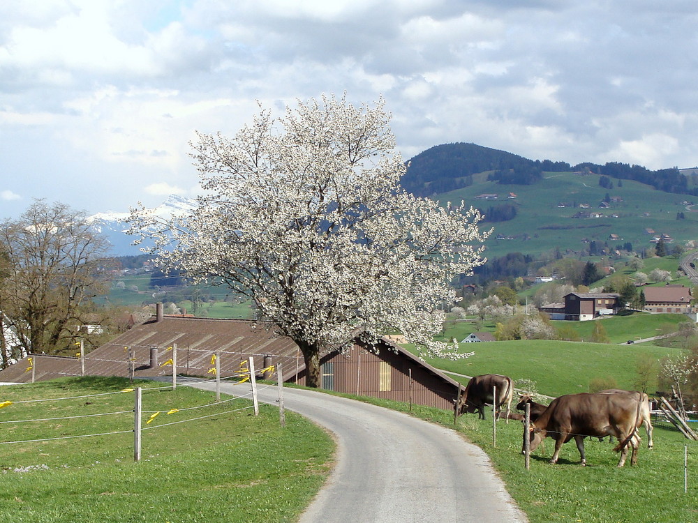 Unten Grün & oben Weiss