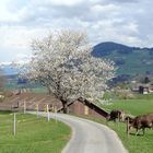 Unten Grün & oben Weiss