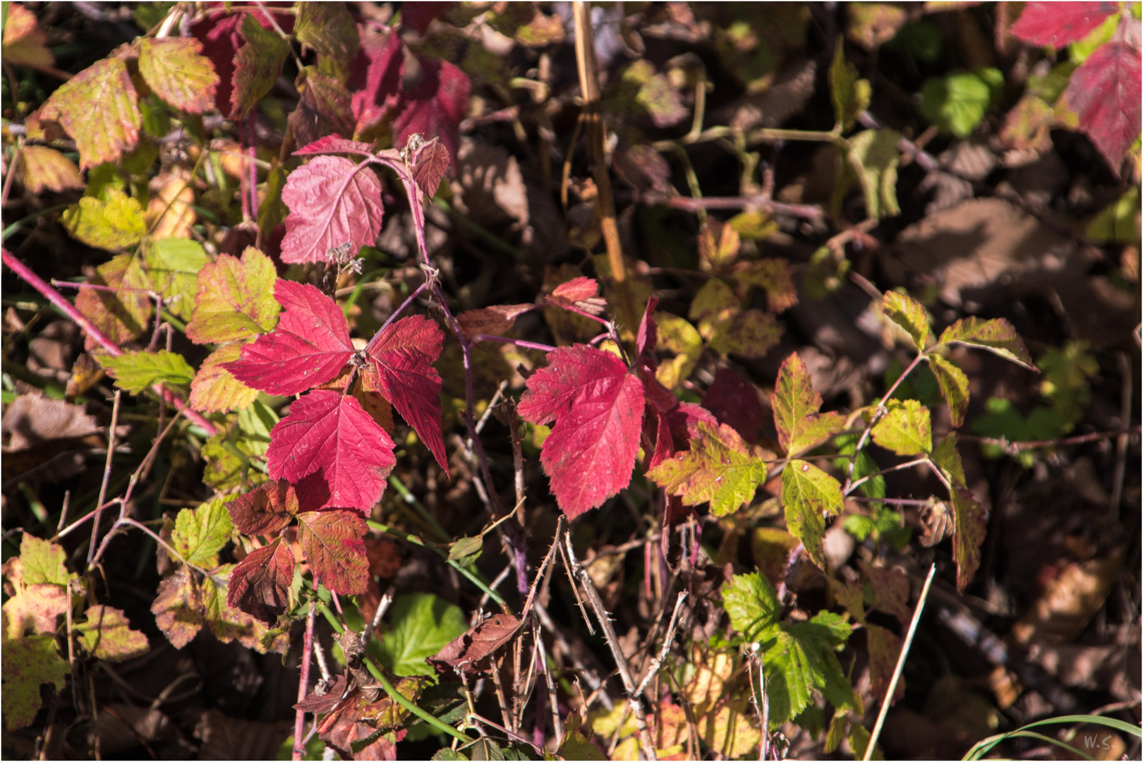 ... unten im Straßengraben finden sich auch schöne herbstlich gefärbte Blätter