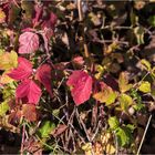 ... unten im Straßengraben finden sich auch schöne herbstlich gefärbte Blätter