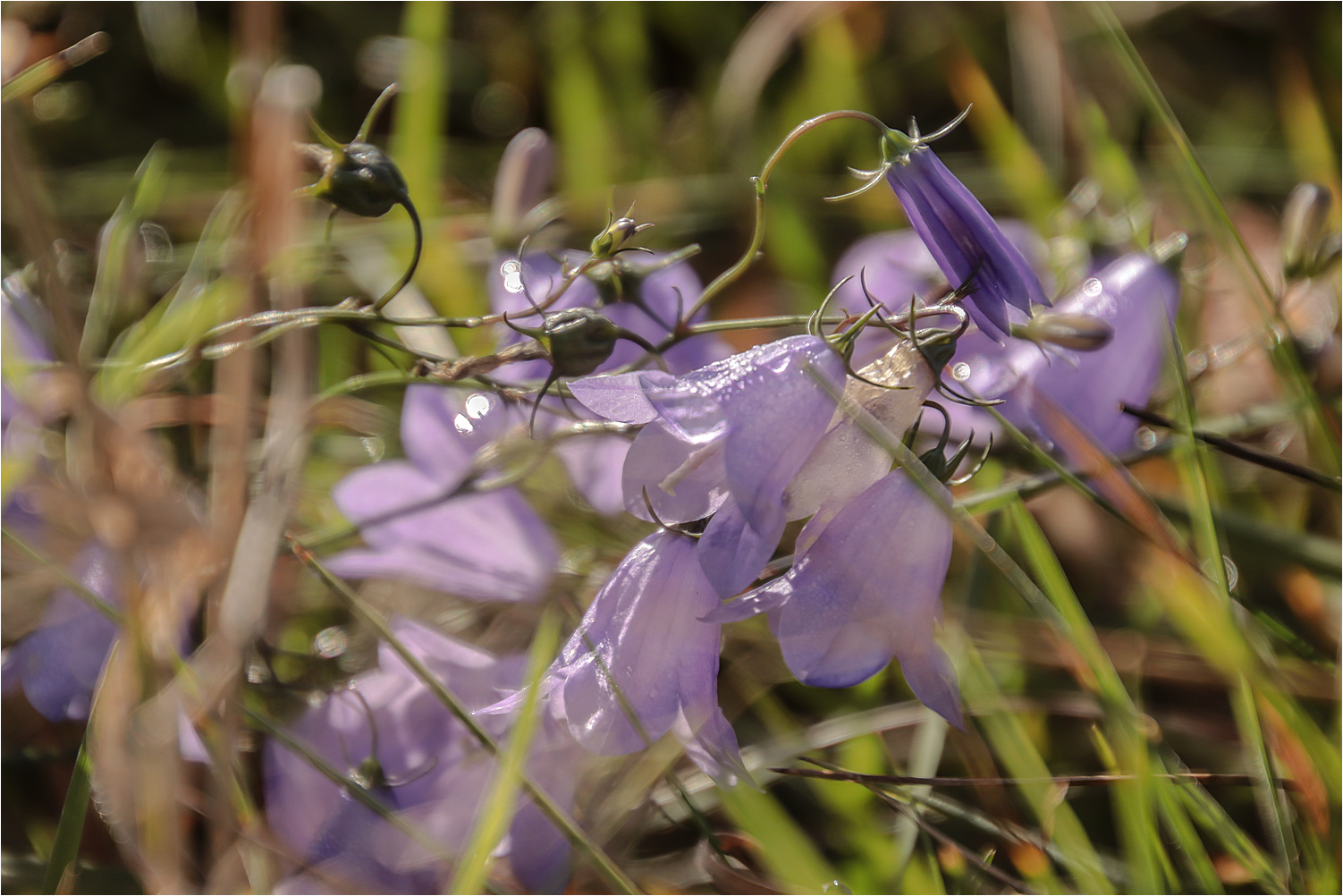 Unten in der Wiese