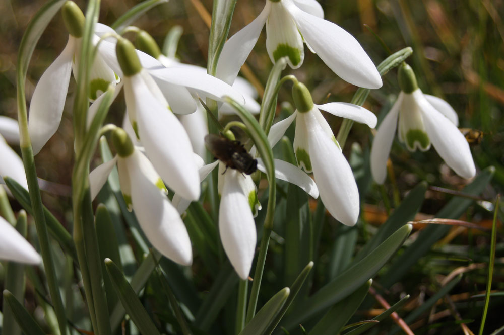 Unten Wachsen Schneeglockchen Foto Bild Pflanzen Pilze