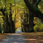 unter alten Linden