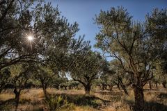 Unter alten Olivenbäumen