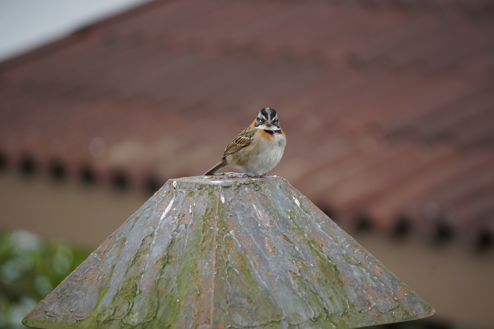 Unter Aufsicht Vogel, Spatz, Sperling