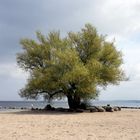 unter Bäumen lass uns träumen am Strand