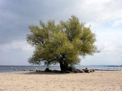 unter Bäumen lass uns träumen am Strand