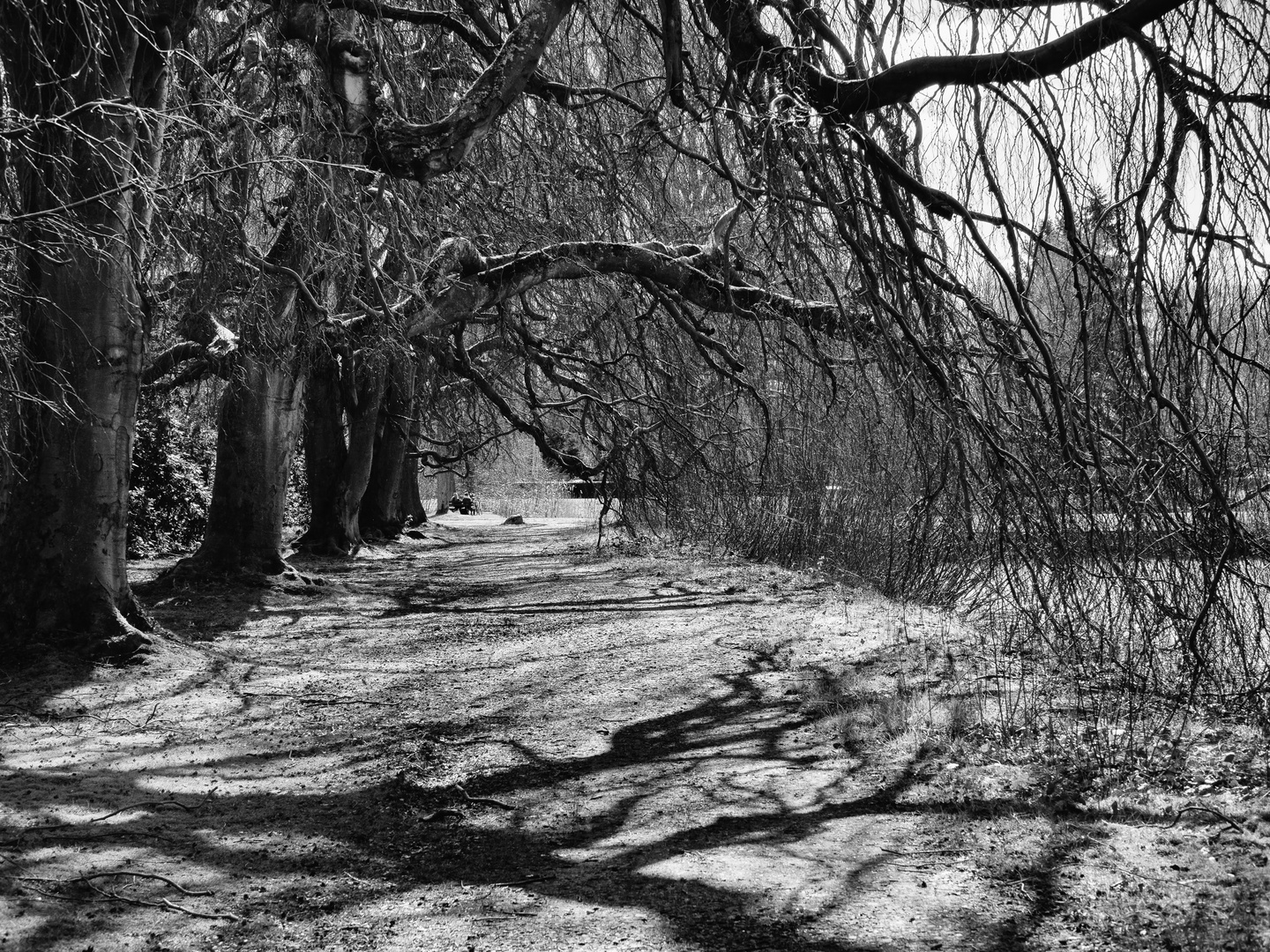 Unter Bäumen wandeln