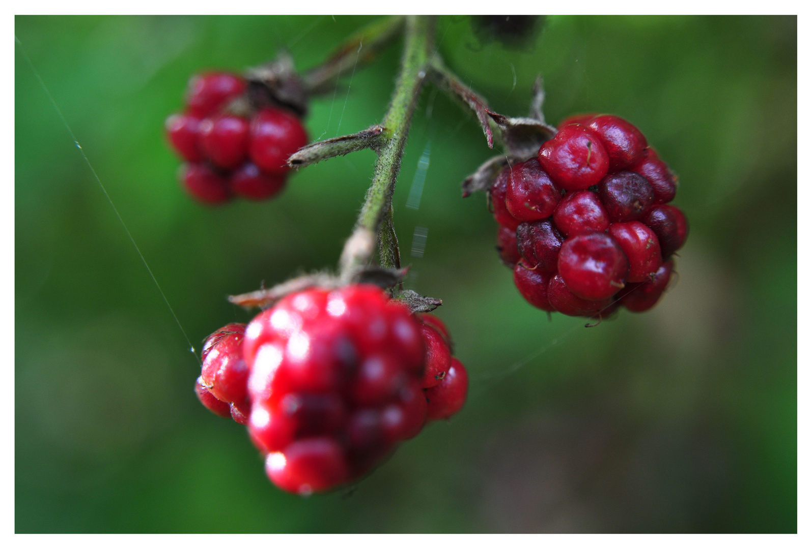 Unter Beeren