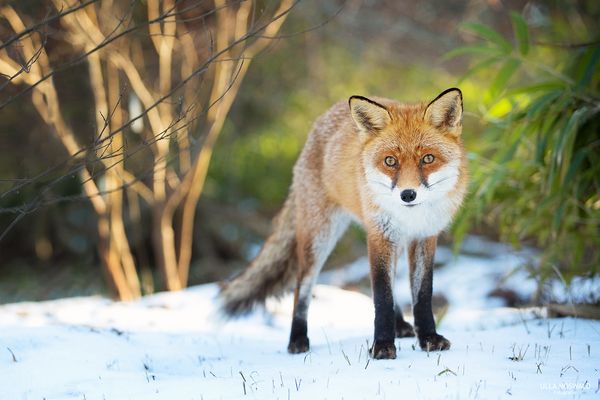 ...unter Beobachtung...