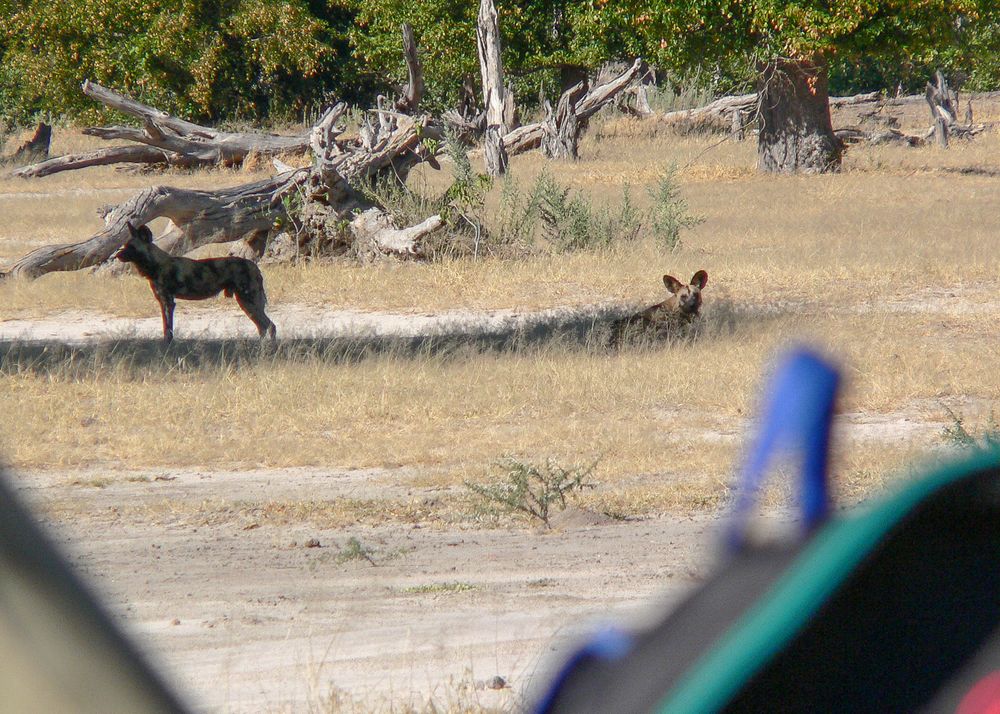 Unter Beobachtung der Wildhunde