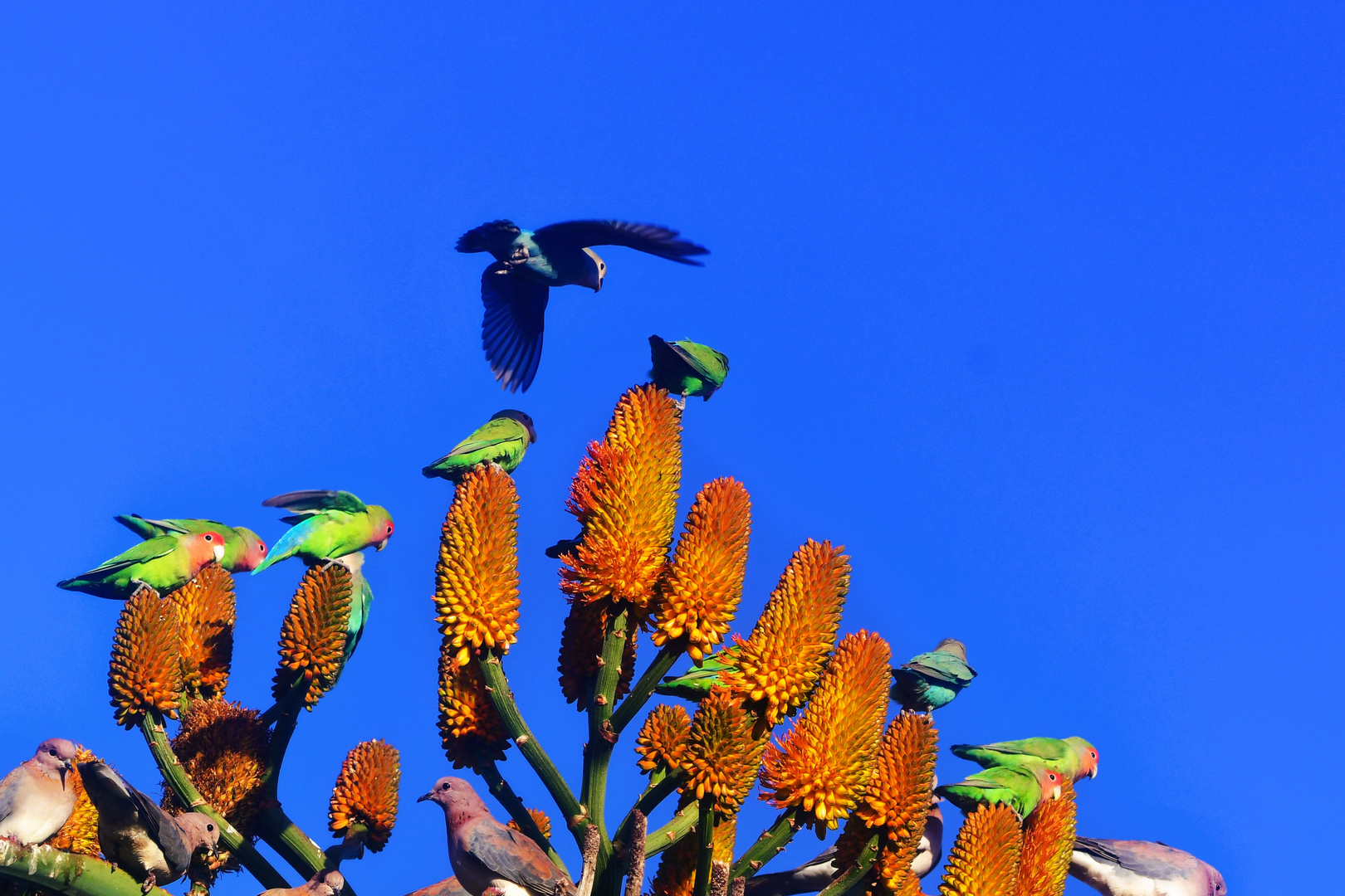 Unter blauem Himmel auf der Baumaloe...