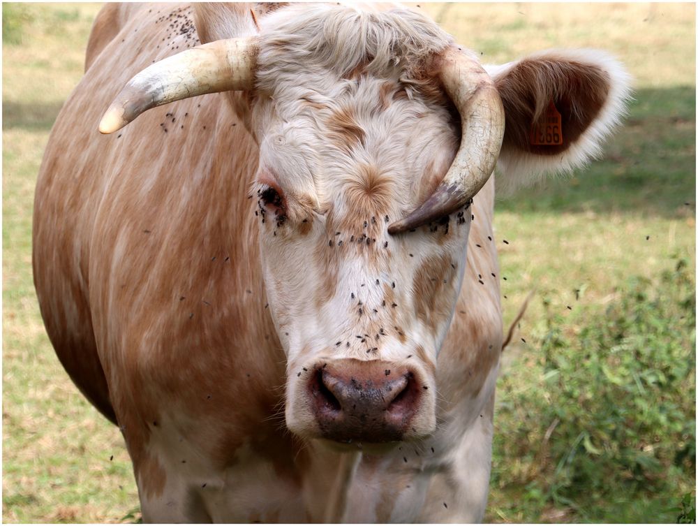 Unter Blinden ist der Einäugige König