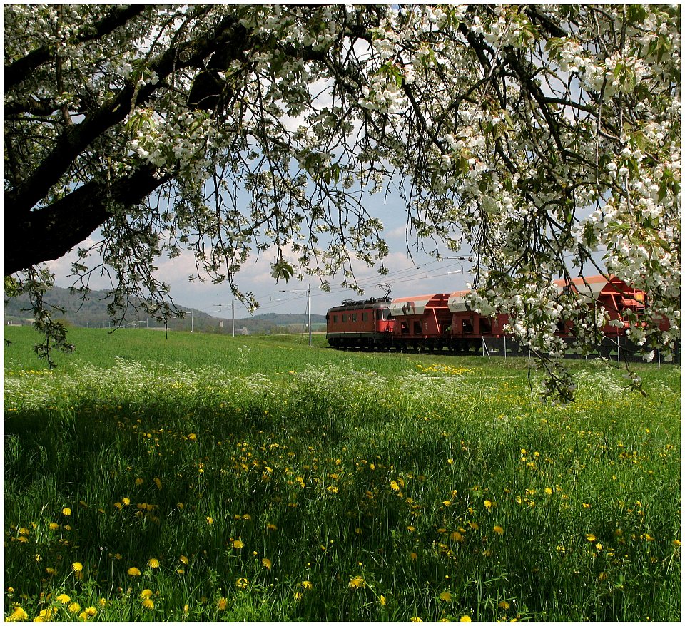 Unter Blüten