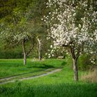 unter Blüten zur Bank