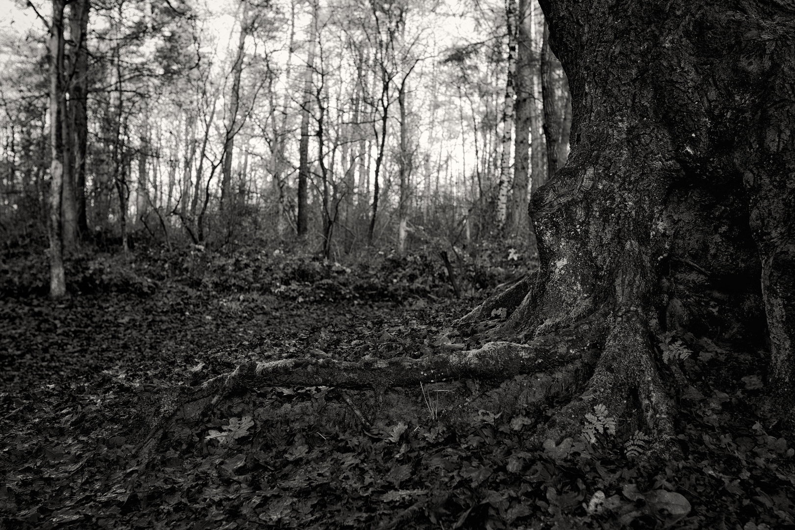 unter dem alten Baum