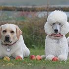 Unter dem Apfelbaum