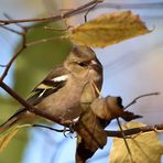 Unter dem Baldachin