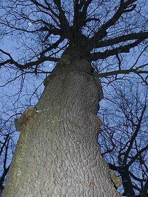 Unter dem Baum