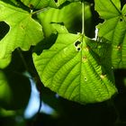 Unter dem Baum