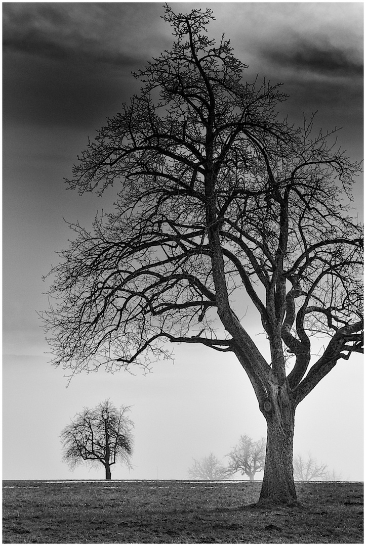 Unter dem Baum