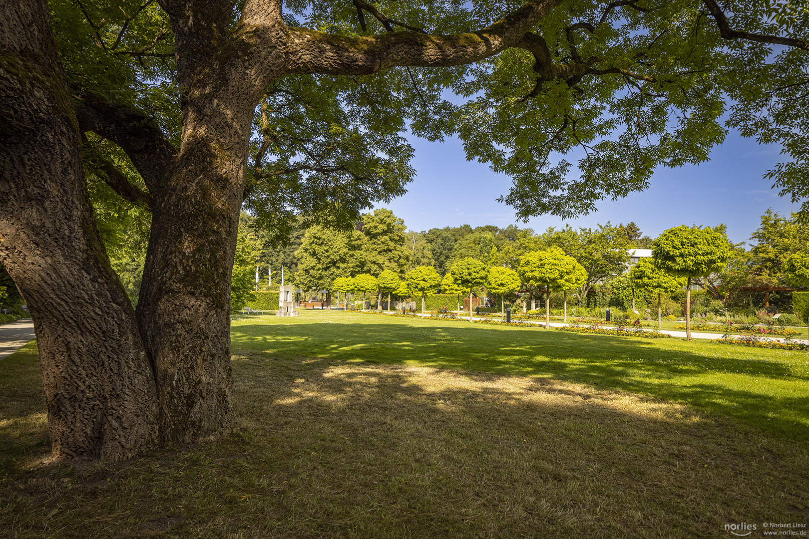 Unter dem Baum