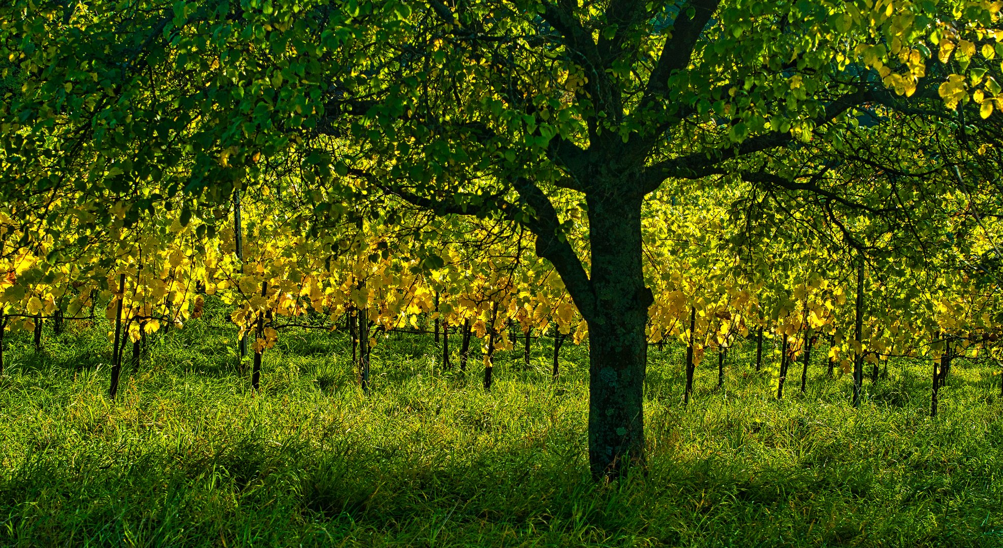 Unter dem Baum durch...